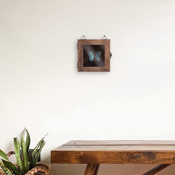 Shadow Display Box for sommerfugleksemplarer med 3 stk. veggoppheng