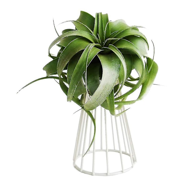 2-pack Luftväxtställ Tillandsia Metall Inomhus Bordsskiva Stor Streptophylla Luftväxt Stativ Växt R
