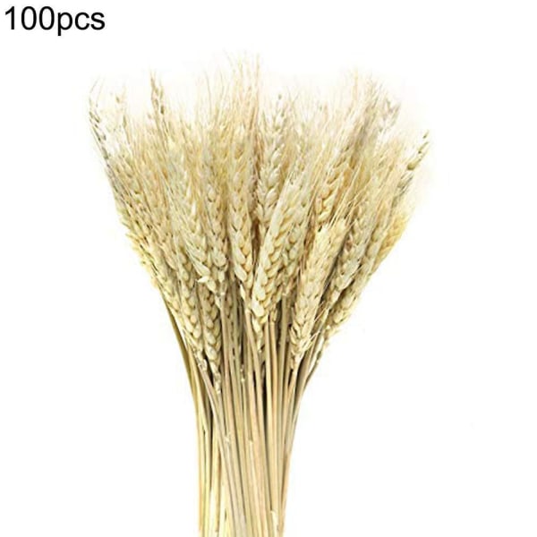 100 Stems Dried Wheat Stalks Bouquet Wheat Sheaves, Natural Wheat Bundle Diy Simulation Plants