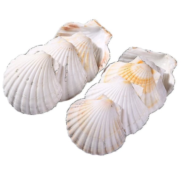 10 kpl Sea Shells Nature White Korkealaatuisia simpukankuoriakäsitöitä