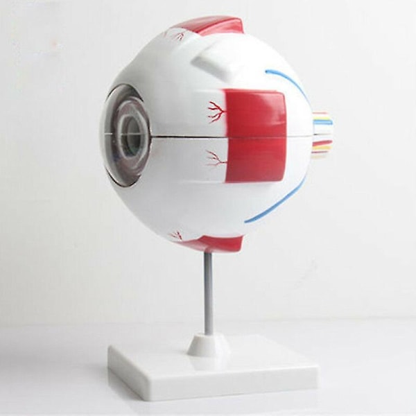 6 Times Eye Eyeball Model Anatomi Study Lab Undervisning Uddannelsesudstyr