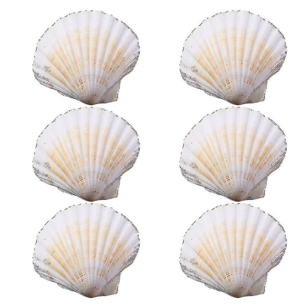 10 kpl Sea Shells Nature White Korkealaatuisia simpukankuoriakäsitöitä