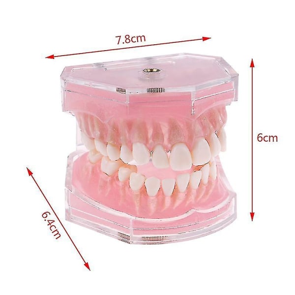 Dental Ortodontisk Typodont Plastic Standard Model 4004 med 28 aftagelige tænder