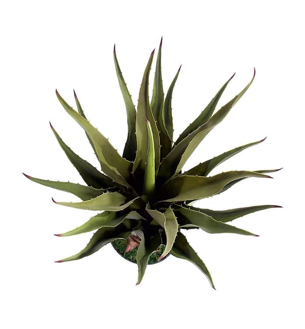 Paras 70 cm (2 jalkaa) simuloitu aloe vera -kasvi
