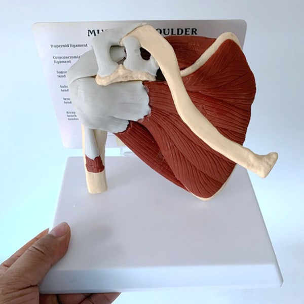Naturlig størrelse menneskelig musklet skulderleddmodell Skjelettmodell Menneskelig anatomimodell