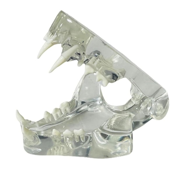 Läpinäkyvien hampaiden anatominen malli Hammaseläimet Suun hammasleuka eläinlääketieteen koulutusväline (c