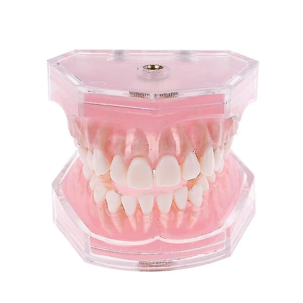 Dental Ortodontisk Typodont Plastic Standard Model 4004 med 28 aftagelige tænder