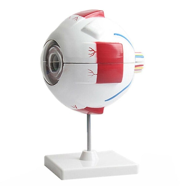 6 Times Eye Eyeball Model Anatomi Study Lab Undervisning Uddannelsesudstyr