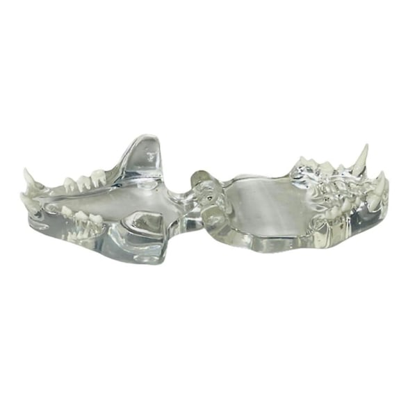 Läpinäkyvien hampaiden anatominen malli Hammaseläimet Suun hammasleuka eläinlääketieteen koulutusväline (c
