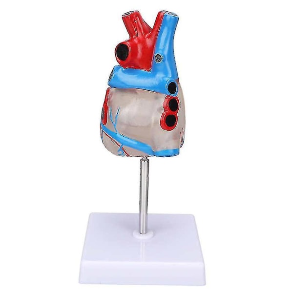 Hjertemodell Menneskehjertemodell Magnetisk kobling for læremidler