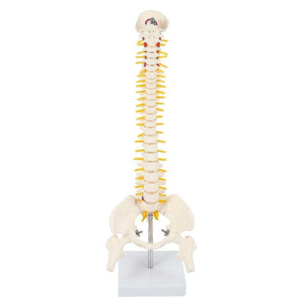 45 cm taipuisa 1:1 Adult Bend Spine S selkälevyn lantiolla