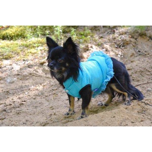 Hund väst med blå prickar Hundkläder för hunden Blue L