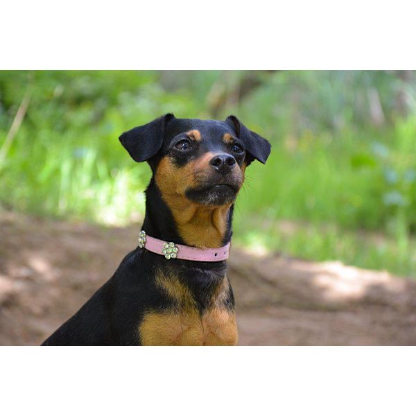 Hundhalsband med stenar i form av blomma M 2.0 x 42 cm Black M