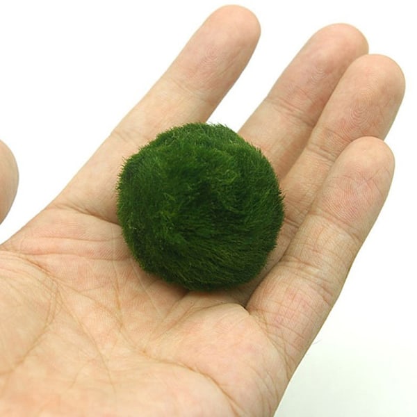 3-4 cm Marimo Mos Kugler Levende Akvarie Alger Fiske Rejetank O