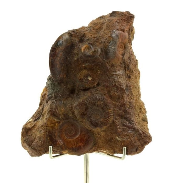 Stenar och mineraler. Toarcisk ammonit + järn. 2767,5 cent. La Verpilliere-gruvan, Isère, Frankrike.