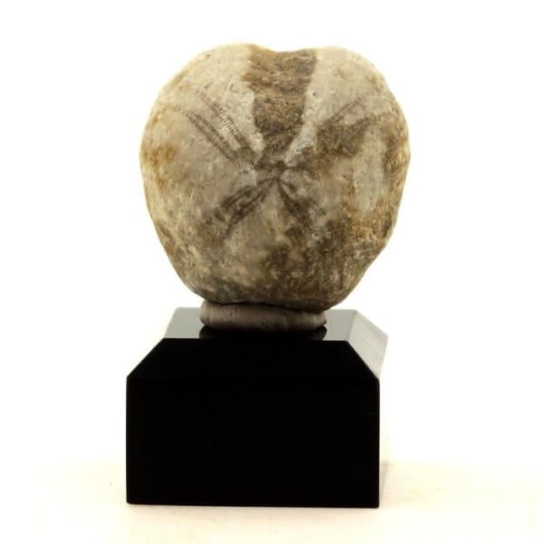 Stenar och mineraler. Fossil sjöborre Toxaster. 142,7 cent. Echevis, Vercors, Drome, Frankrike..