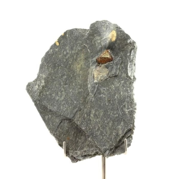 Sten og mineraler. Pyrit + Skifer. 483,0 øre. Saint-Créac, Hautes-Pyrénées, Frankrig.