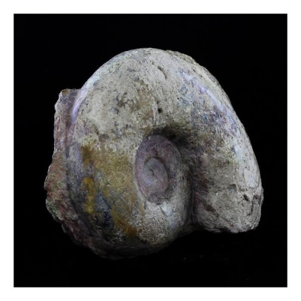 Stenar och mineraler. Fossil Lytoceras cornucopiae. 12772,0 ct. (21 cm) Belmont-d'Azergues, Rhône, Frankrike.