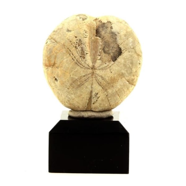Stenar och mineraler. Fossil sjöborre Toxaster. 147,7 cent. Echevis, Vercors, Drome, Frankrike..