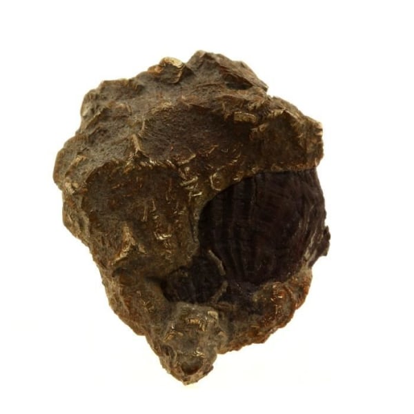 Stenar och mineraler. Pyrit på Fossil Plicate. 93,0 ct. Gargas, Apt, Provence-Alpes-Côte d'Azur, Frankrike.