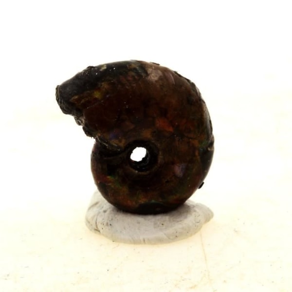 Stenar och mineraler. Ammonit Pearly Fossil Beudanticeras Pyritiserad. 9,0 ct. Bully, Frankrike.