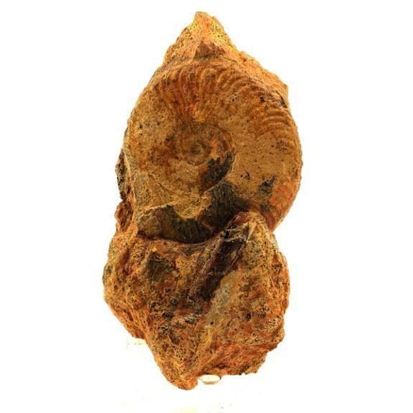 Sten og mineraler. Fossil Pseudogrammoceras Fallaciosum + Belemnit. 2271,0 øre. (7 cm) Belmont-d'Azergues, Rhône, Frankrig.