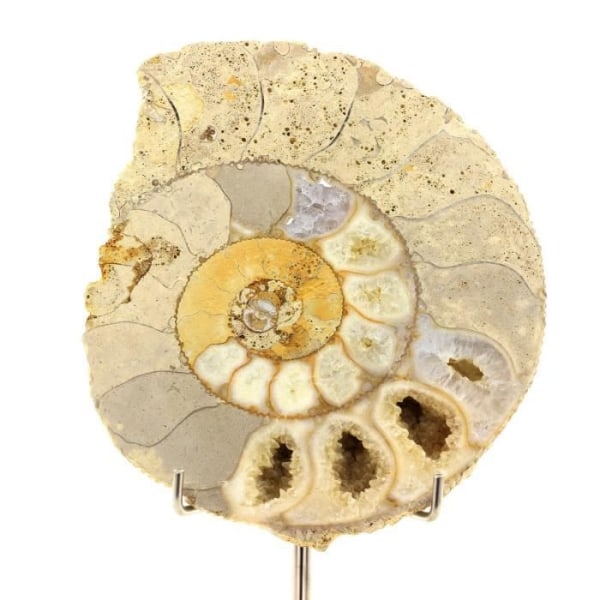 Sten og mineraler. Fossil Bajocisfinkter 1167.60 ct. Calvados, Frankrig.