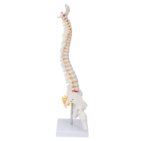 Vertebral Column Model Fleksibel ryggrad Caudal Vertebra Anatomisk modell med spinalnerver for naturfagsundervisning++/