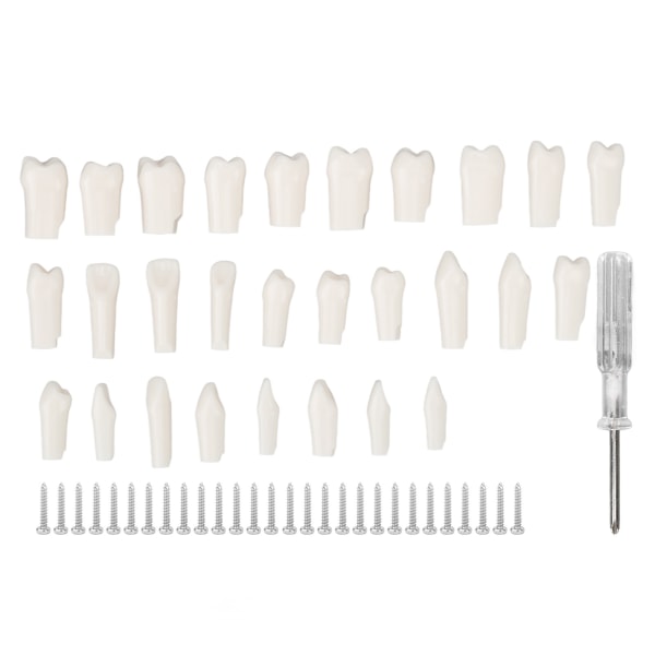 28 stk aftagelige tænder Stykke holdbart plastik aftageligt design falske tænder til typodont undervisningsstudie ++/