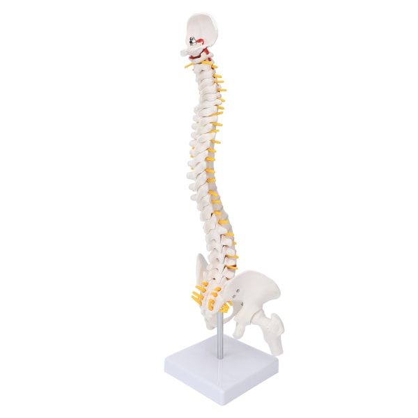 Selkärankamalli Joustava selkärangan kaudaalinikama Anatominen malli selkäydinhermoineen luonnontieteiden luokkahuoneopetukseen++/