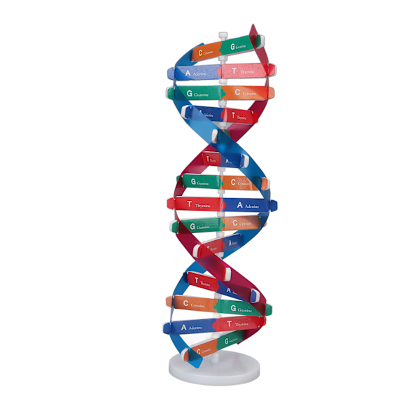 Menneskelig DNA-model Farverig Dobbelt Spiral Samlemodel Videnskabelig Undervisningslegetøj til Børn