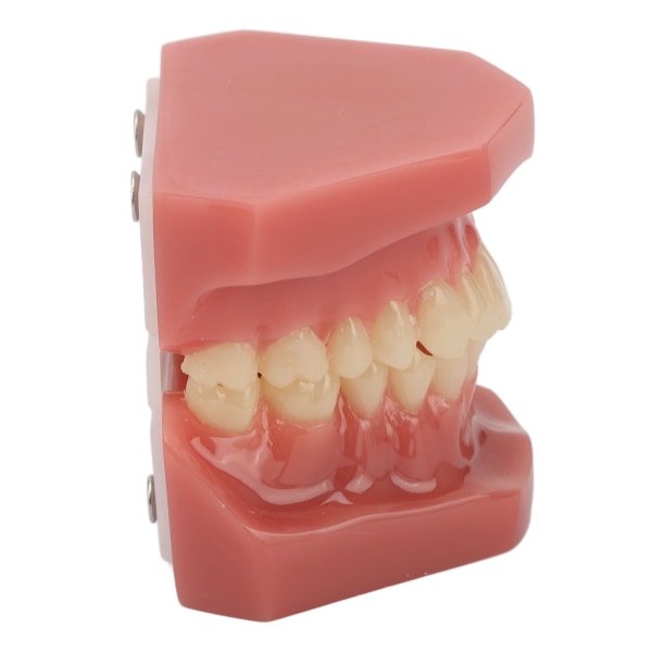 TIMH Tooth Model 28 Teeth Dental Ortodontic Model Undervisning Studiematerial Dental Demonstration
