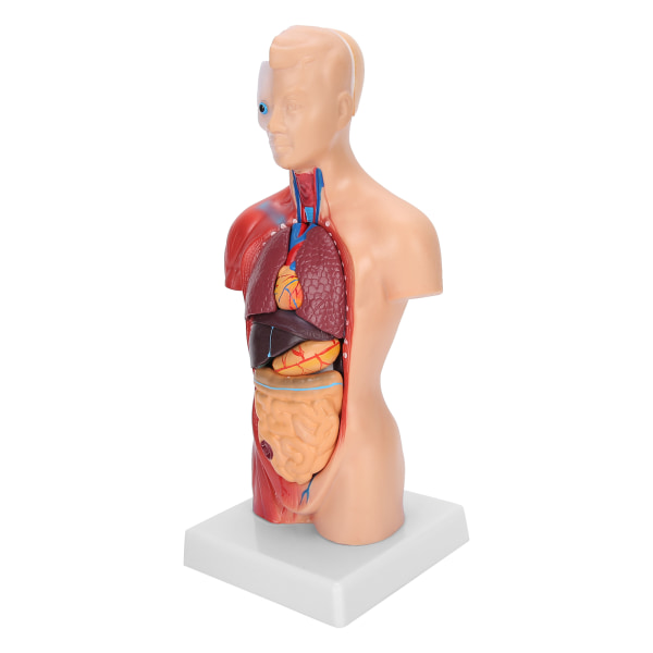 28 cm menneskelig overkroppsmodell Avtakbare indre organer som lærer anatomisk monteringsmodell++/