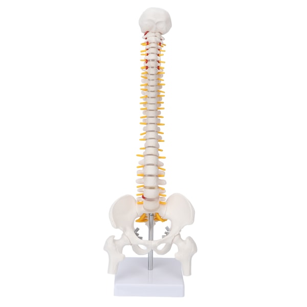 Vertebral Column Model Fleksibel ryggrad Caudal Vertebra Anatomisk modell med spinalnerver for naturfagsundervisning++/