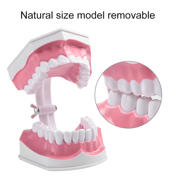 Aikuisen Hammasmalli ja Hammasharja Irrotettavilla Korkealaatuisilla Hampailla Opetusmalli