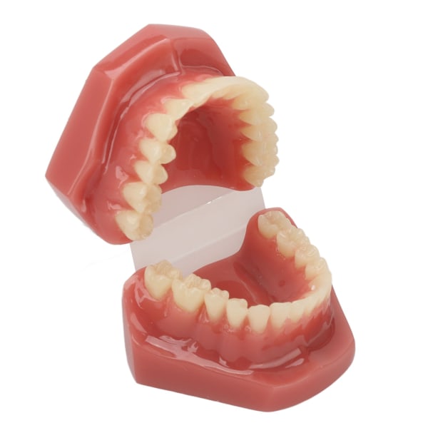 Tandmodel 28 tænder Dental ortodontisk model Undervisning Study Supplies Dental Demonstration ++/