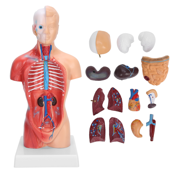 28 cm Mänsklig torsomodell Löstagbara inre organ Undervisning Anatomisk monteringsmodell++/