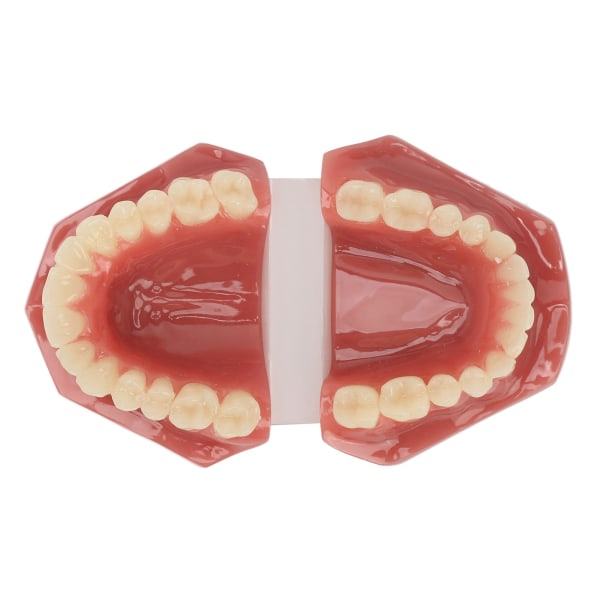 Tandmodel 28 tænder Dental ortodontisk model Undervisning Study Supplies Dental Demonstration ++/