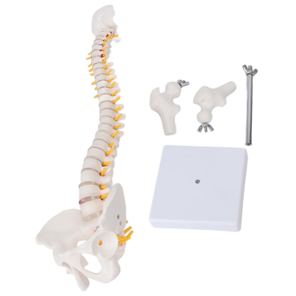 Vertebral Column Model Fleksibel ryggrad Caudal Vertebra Anatomisk modell med spinalnerver for naturfagsundervisning++/