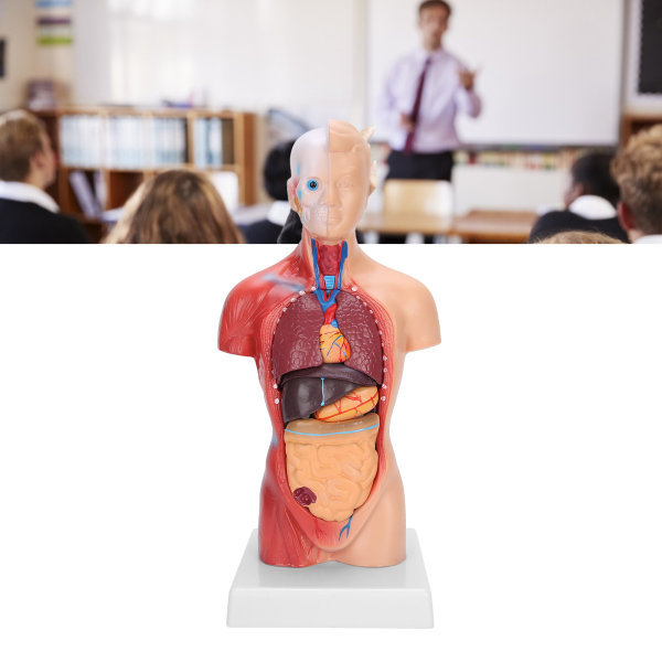28 cm menneskelig overkroppsmodell Avtakbare indre organer som lærer anatomisk monteringsmodell++/