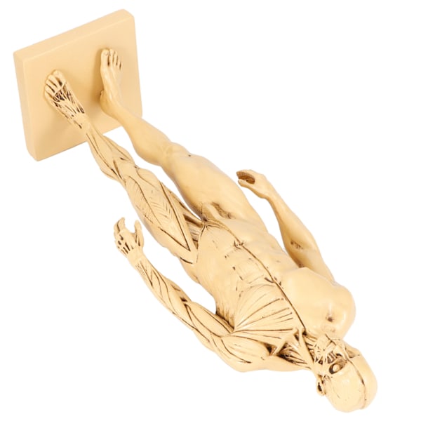 Mannequin Resin Human Muscle Model Skiss Undervisning Ritning Manlig Kropp Anatomi Modell