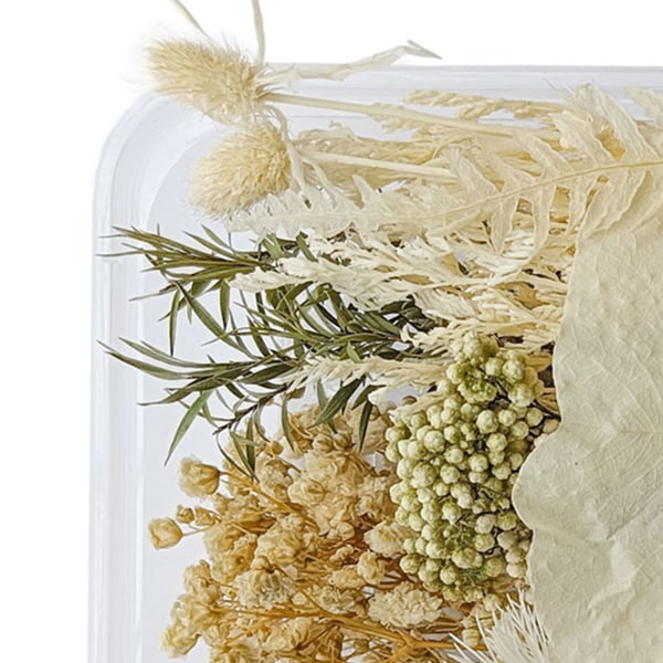 Tørkede blomster Utsøkte vakre, miljøvennlige farge Tørkede blomster for DIY Craft Home Decoration