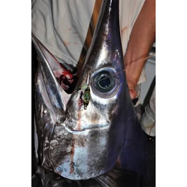 3D Inbäddade ögon Fiskeljus LED Fiskbeteslampa Upplyst undervattensfiskfälla