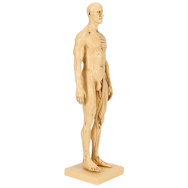 Mannequin Resin Human Muscle Model Skiss Undervisning Ritning Manlig Kropp Anatomi Modell
