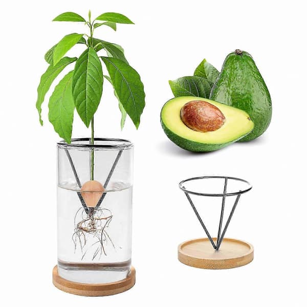 Avokadoodlingskit Glasvas Bambubas Enkel Frögroning Rotvisning