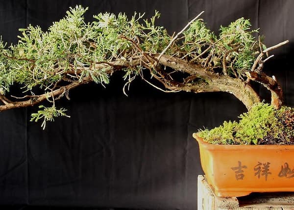 Saflax - 20 Bonsai Libanoncederfrön (Cedrus libani) med Substrat