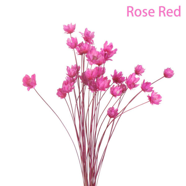 30st dekorativa torkade blommor Mini Daisy ROSE RED rose red