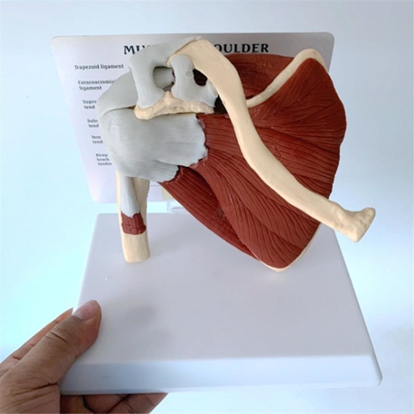 Muskelaxelmodell, mänsklig anatomi högeraxelledsmuskelmodell, Läkarmottagning och klassrumsanatomimodell