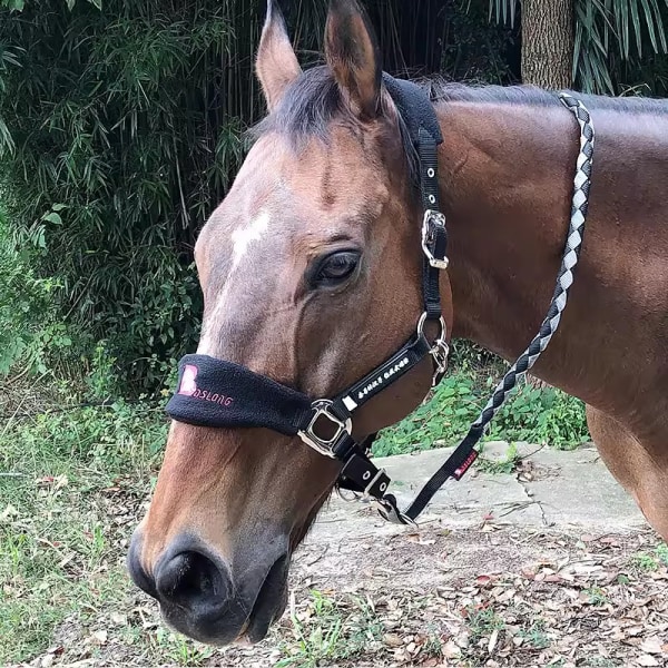 Vadderad ponnyhästgrimma träns Headstall Head Collar Horse Rid Blue L