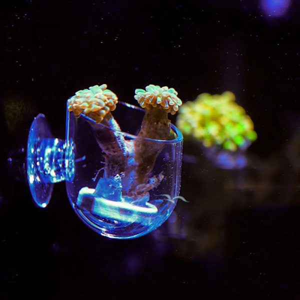 Aquarium Decor Hanging Fish Tank Mini Glas Pot Vand i potte Clear one size